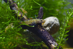 Rhinogobius changtinensis
