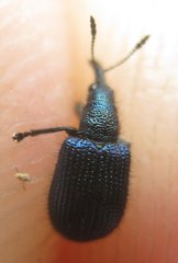 Haplorhynchites caeruleus