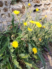 Picris hieracioides