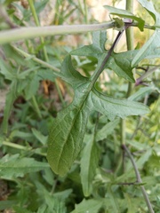 Sisymbrium officinale