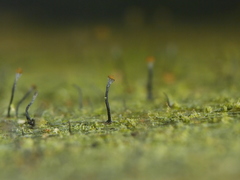 Chaenotheca xyloxena