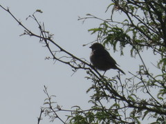 Melozone fusca