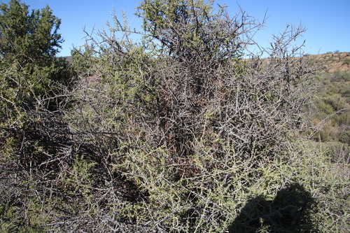 Mesembryanthemum geniculiflorum