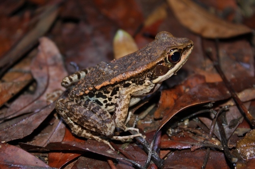 LaTouche's Frog, photo 7 of 9