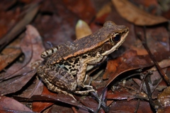 Broad-Folded Frog photo 5