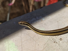 Lygophis dilepis