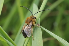 Eucera