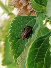 Agonoscelis venosa