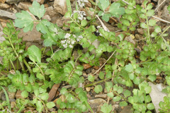 Helosciadium repens