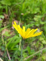 Hieracium maculatum