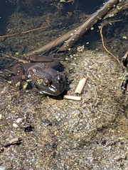 Lithobates catesbeianus