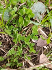 Trifolium repens