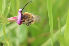 Eucera