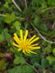 Hieracium maculatum