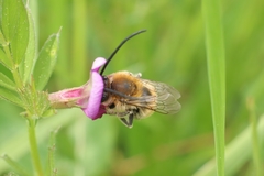 Eucera