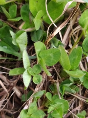 Trifolium repens