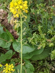 Hirschfeldia incana