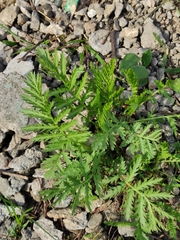 Tanacetum vulgare