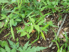 Polygonatum lasianthum