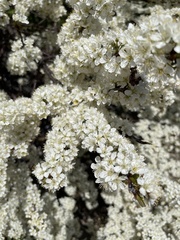Prunus maritima