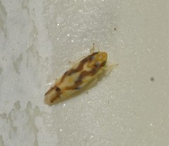 Erythroneura ziczac