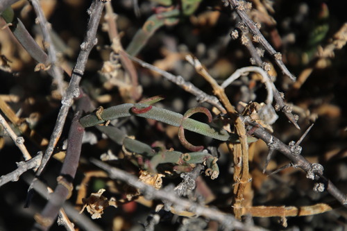 Mesembryanthemum geniculiflorum