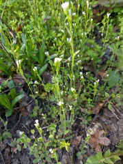 Arabis recta
