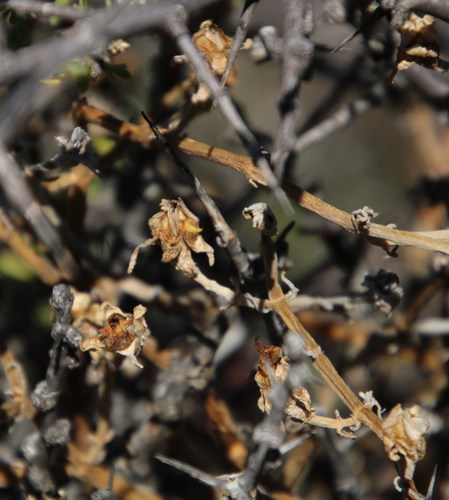 Mesembryanthemum geniculiflorum