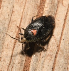 Deraeocoris sayi