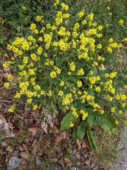 Hirschfeldia incana