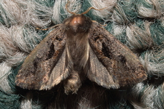 Acrolophinae