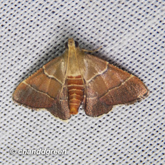 Stemmatophora flavicaput