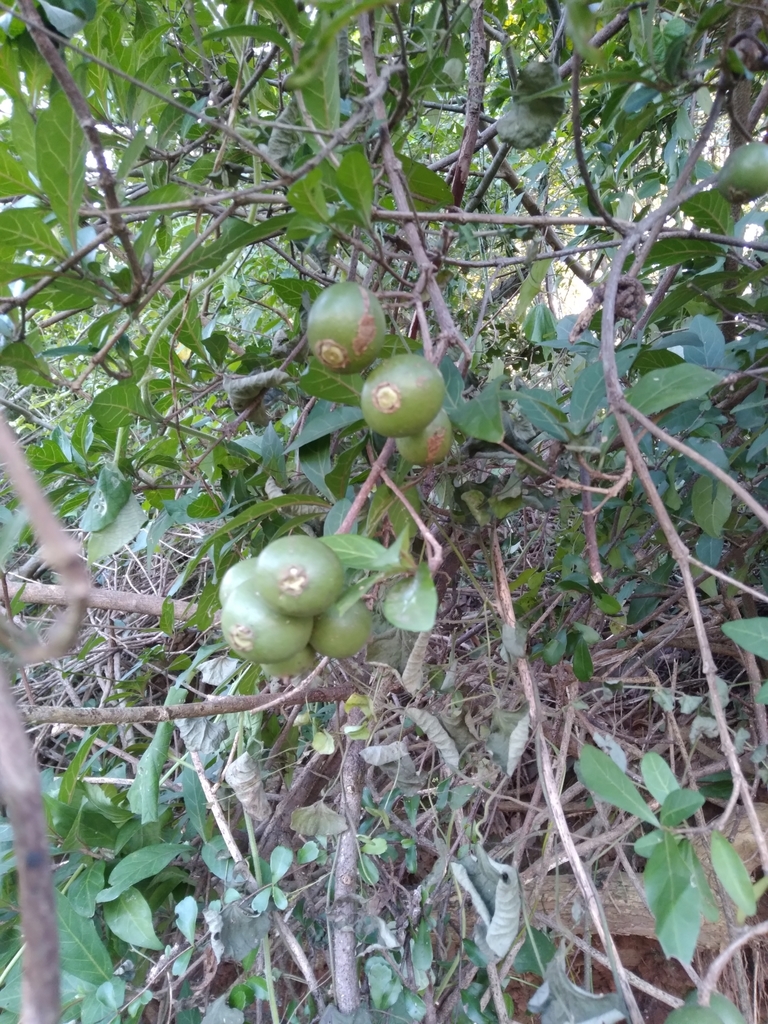Rothmannia globosa - council-listed tree