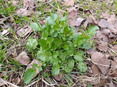 Barbarea vulgaris
