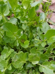 Barbarea vulgaris