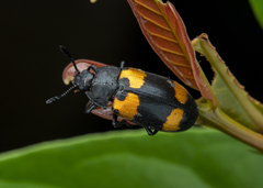 Episcapha quadrimacula