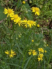 Senecio inaequidens