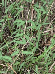 Metastelma barbigerum