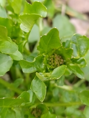 Barbarea vulgaris