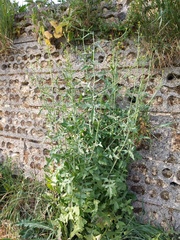 Sisymbrium officinale