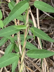 Metastelma barbigerum