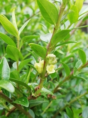 Lonicera ligustrina