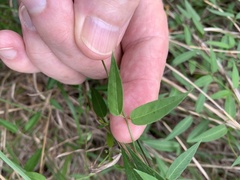 Metastelma barbigerum