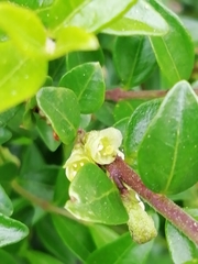 Lonicera ligustrina
