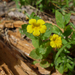 Musk Monkeyflower - Photo (c) randomtruth, some rights reserved (CC BY-NC-SA)