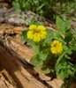 Musk Monkeyflower - Photo (c) randomtruth, some rights reserved (CC BY-NC-SA)
