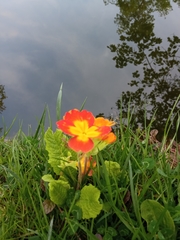 Primula vulgaris