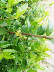 Lonicera ligustrina