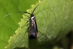 Adela reaumurella