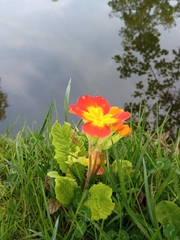 Primula vulgaris